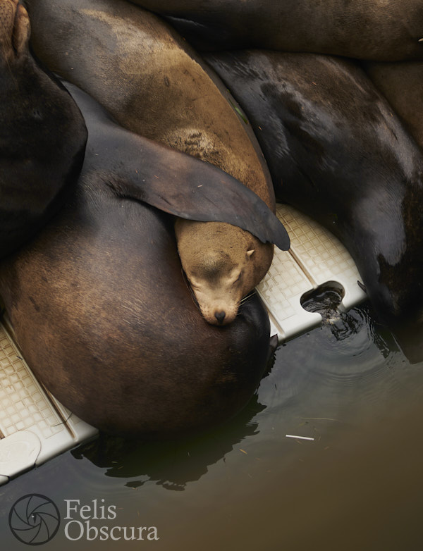 Sea Lion Cuddles