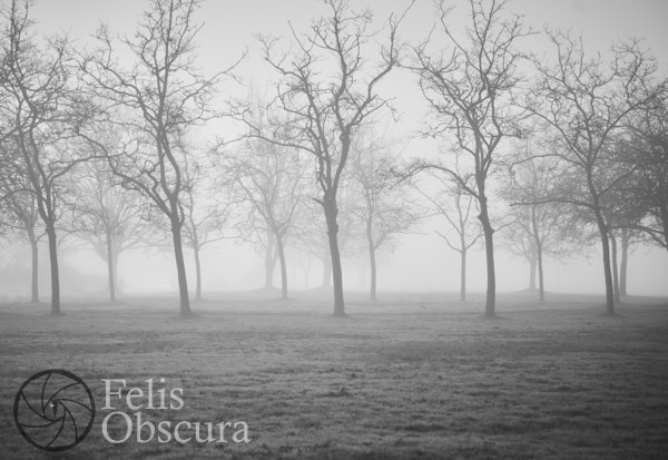 Witch's Grove