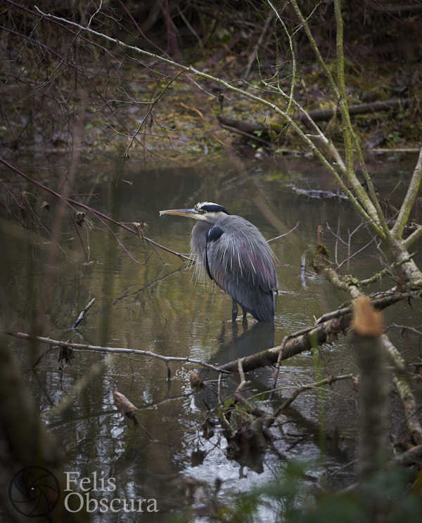 Untitled Heron