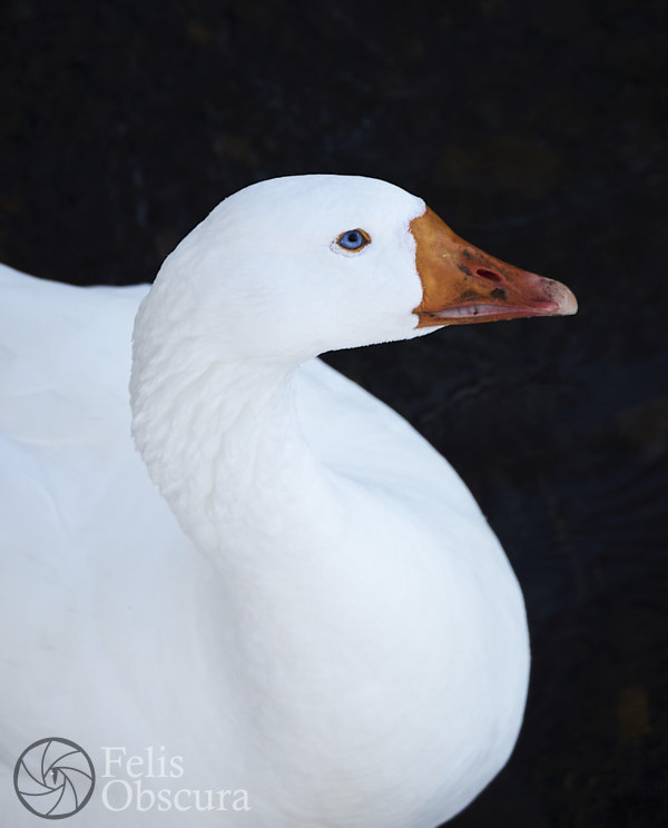 Blue Eyes White Goose