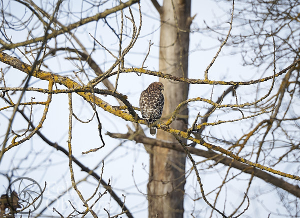 Red Sholdered Hawk