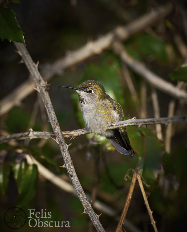Hummingbird Among the Thorns
