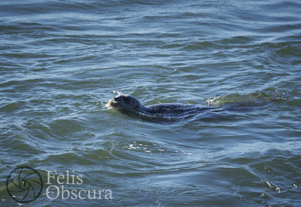 Harbor Seal