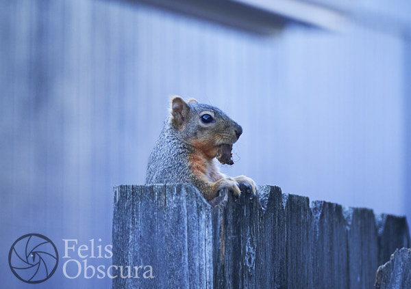 Squirrel On a Fence