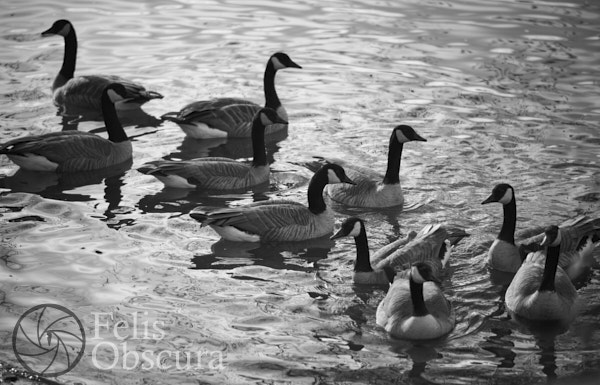 Canada Geese in Black and White