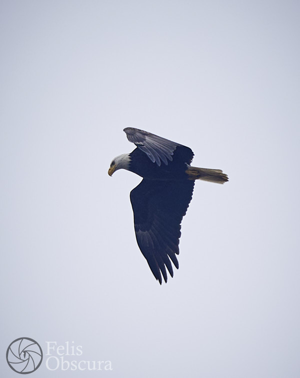 Bald Eagle Soaring