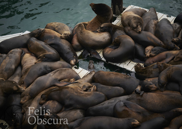 Sea Lion Parking