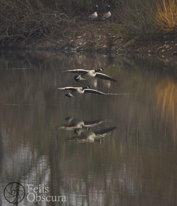 Flying Geese Reflection