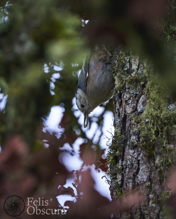 Nuthatch Through the Leaves