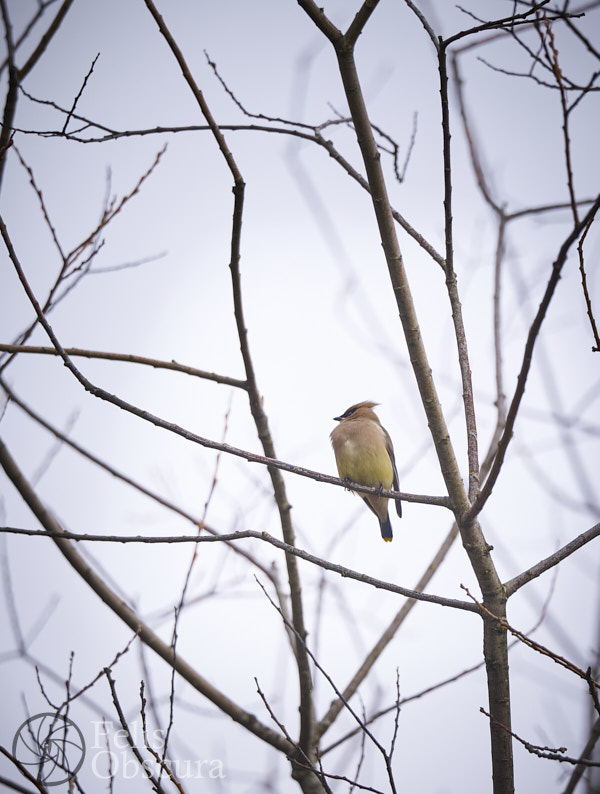 Cedar Waxwing on Barren Branches