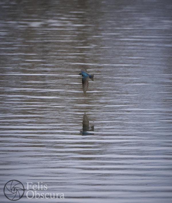 Tree Swallow Reflection