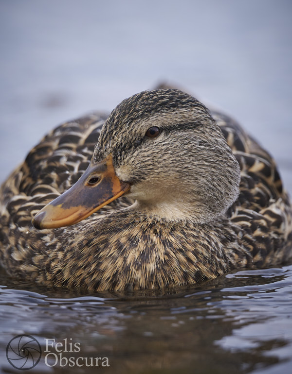 Close Up Duck