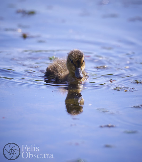 Tiny Duckling