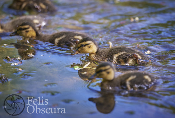 Tiny Ducklings