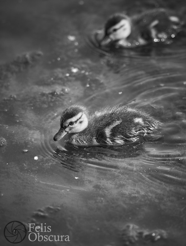 Tiny Ducking Black and White