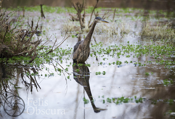 Heron Reflection