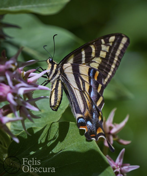 Swallotail butterfly from the side