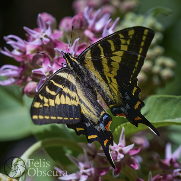 Swallowtail Butterfly
