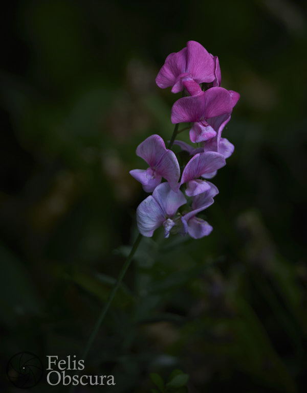 Wild Sweet Peas