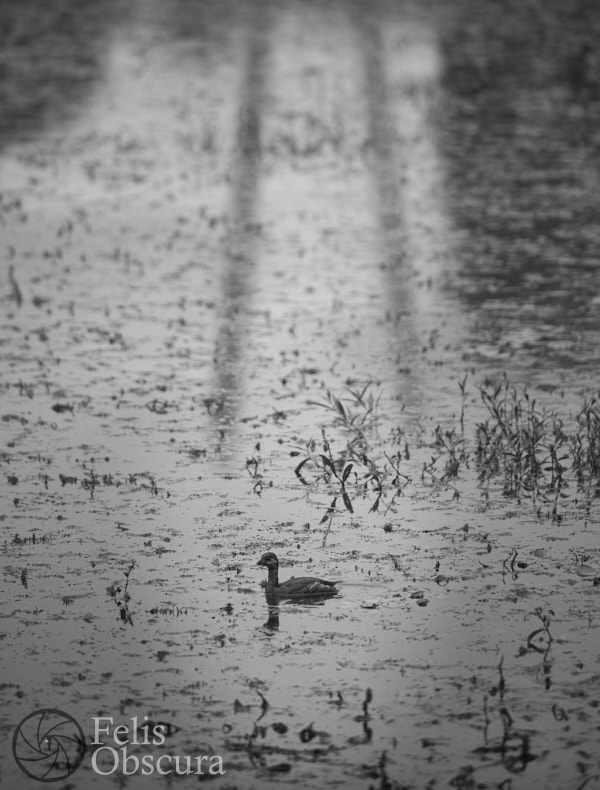 Tiny Grebe