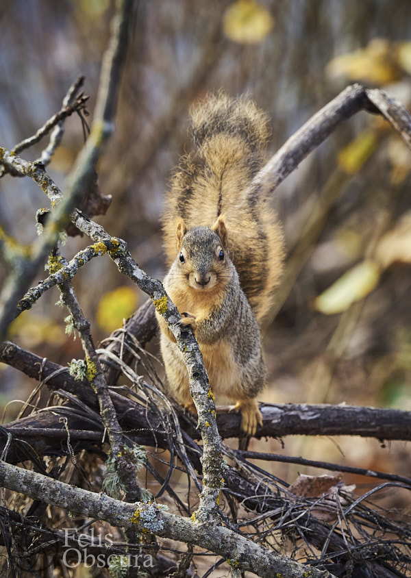 Curious Squirrel