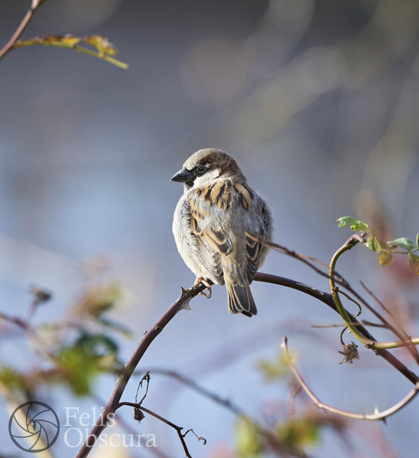 House Sparrow