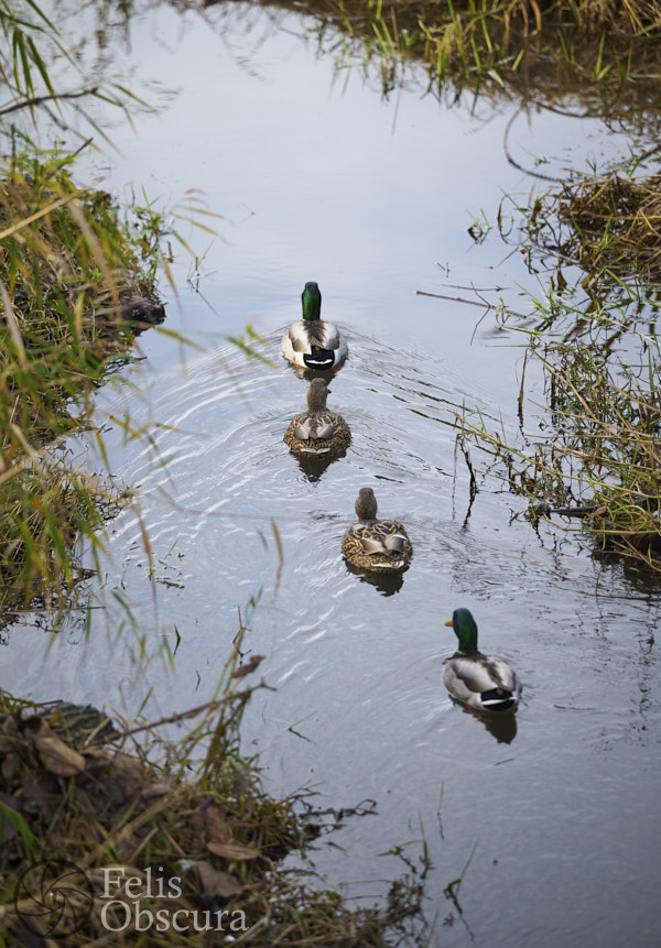 Duck Parade