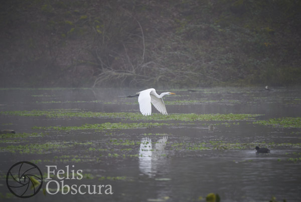 Flying Egret