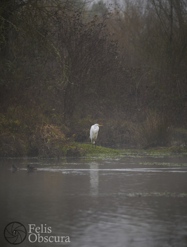 Egret on a Misty Morn