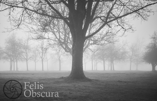 Untitled Trees