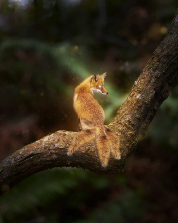 glow fox