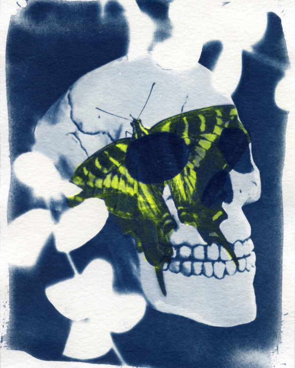 skull and butterfly cyanotype